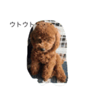 CHIRO Tiny poodle（個別スタンプ：3）