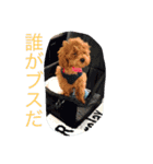 CHIRO Tiny poodle（個別スタンプ：4）