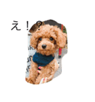 CHIRO Tiny poodle（個別スタンプ：5）