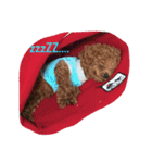 CHIRO Tiny poodle（個別スタンプ：6）