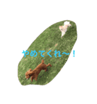 CHIRO Tiny poodle（個別スタンプ：7）