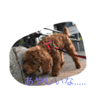 CHIRO Tiny poodle（個別スタンプ：8）
