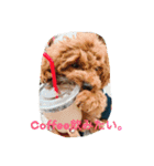 CHIRO Tiny poodle（個別スタンプ：9）