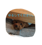 CHIRO Tiny poodle（個別スタンプ：10）