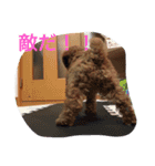 CHIRO Tiny poodle（個別スタンプ：11）
