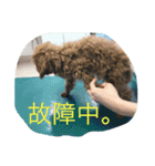 CHIRO Tiny poodle（個別スタンプ：12）