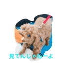 CHIRO Tiny poodle（個別スタンプ：13）