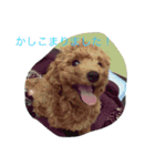 CHIRO Tiny poodle（個別スタンプ：14）