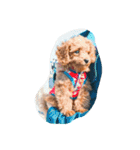 CHIRO Tiny poodle（個別スタンプ：15）