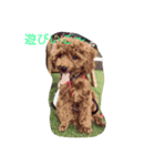CHIRO Tiny poodle（個別スタンプ：16）