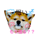 虎太郎 日常編（個別スタンプ：1）