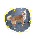 虎太郎 日常編（個別スタンプ：6）