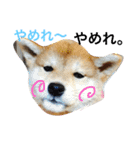 虎太郎 日常編（個別スタンプ：9）