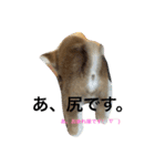 虎太郎 日常編（個別スタンプ：10）