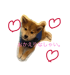 虎太郎 日常編（個別スタンプ：11）