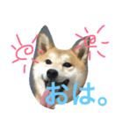 虎太郎 日常編（個別スタンプ：13）