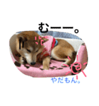 虎太郎 日常編（個別スタンプ：15）