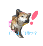 虎太郎 日常編（個別スタンプ：16）