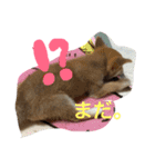 虎太郎 日常編（個別スタンプ：22）