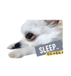 ぼく、愛犬 おぐら(チワワ)（個別スタンプ：1）