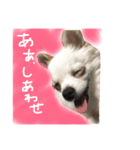 ぼく、愛犬 おぐら(チワワ)（個別スタンプ：3）