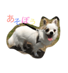 ぼく、愛犬 おぐら(チワワ)（個別スタンプ：4）