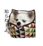 ぼく、愛犬 おぐら(チワワ)（個別スタンプ：5）