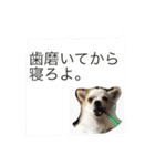 ぼく、愛犬 おぐら(チワワ)（個別スタンプ：6）