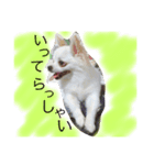 ぼく、愛犬 おぐら(チワワ)（個別スタンプ：8）