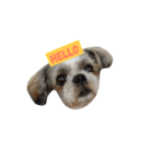 Sushi The Dog（個別スタンプ：1）