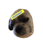 Sushi The Dog（個別スタンプ：2）