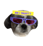 Sushi The Dog（個別スタンプ：3）