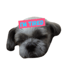Sushi The Dog（個別スタンプ：5）