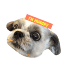 Sushi The Dog（個別スタンプ：6）