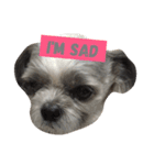 Sushi The Dog（個別スタンプ：7）