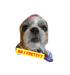 Sushi The Dog（個別スタンプ：8）