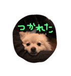 もなスタンプ（個別スタンプ：9）
