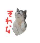 TAKUKOMA（個別スタンプ：5）
