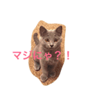 lovely cat okome chan（個別スタンプ：1）