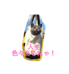 lovely cat okome chan（個別スタンプ：2）