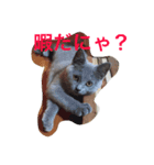 lovely cat okome chan（個別スタンプ：3）