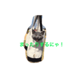 lovely cat okome chan（個別スタンプ：5）