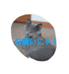 lovely cat okome chan（個別スタンプ：6）