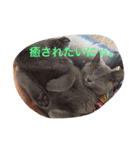 lovely cat okome chan（個別スタンプ：7）