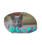 lovely cat okome chan（個別スタンプ：8）
