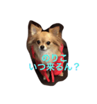 wachichi2（個別スタンプ：5）