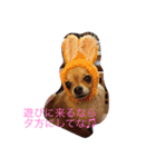 wachichi2（個別スタンプ：7）