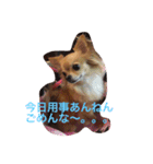wachichi2（個別スタンプ：9）