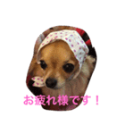 wachichi2（個別スタンプ：10）
