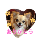 wachichi2（個別スタンプ：14）